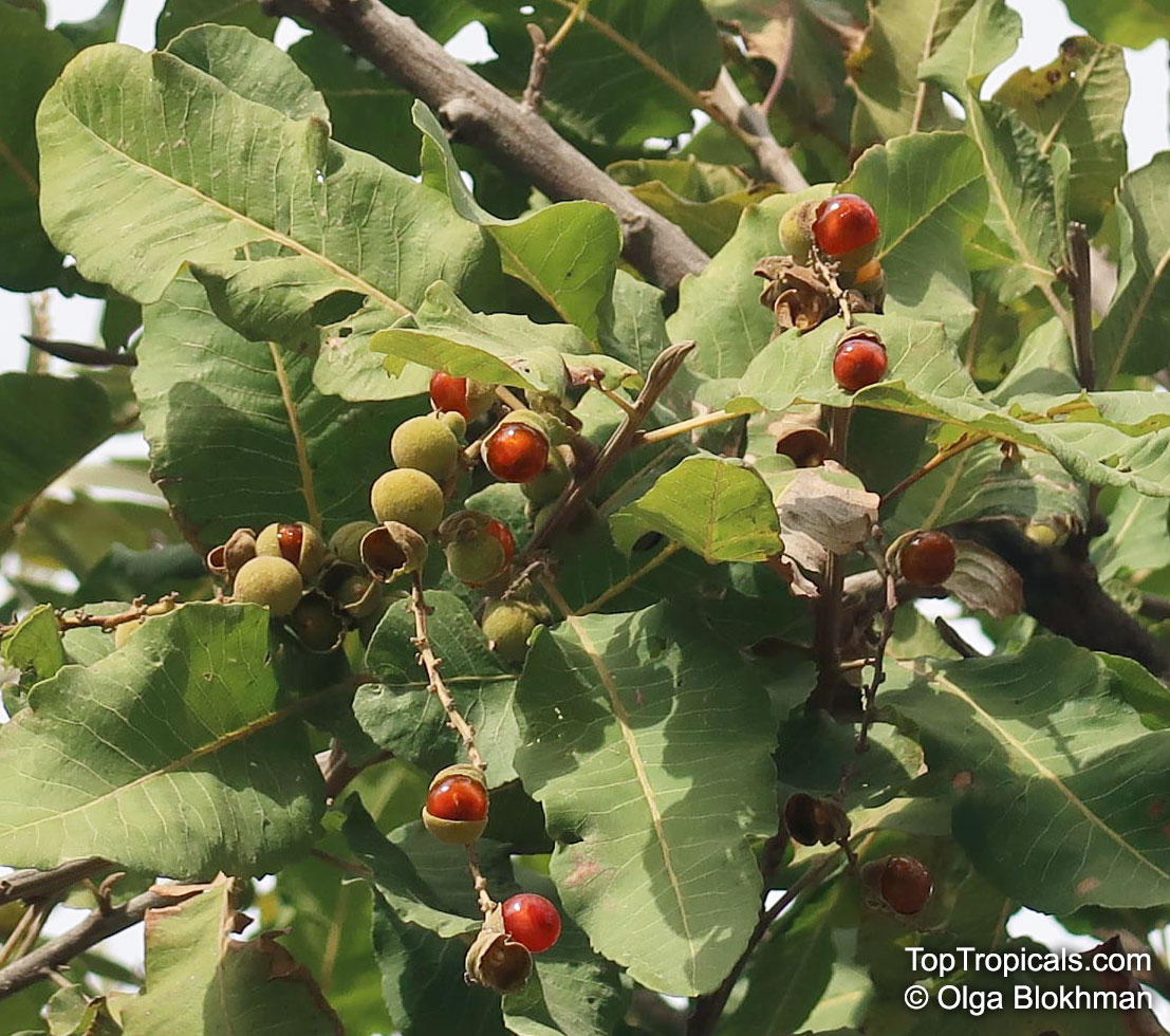 Pappea capensis, Jacket Plum, Indaba Tree, Bushveld Cherry