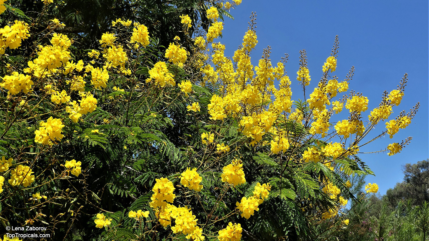 Peltophorum dubium, Yellow Poinciana