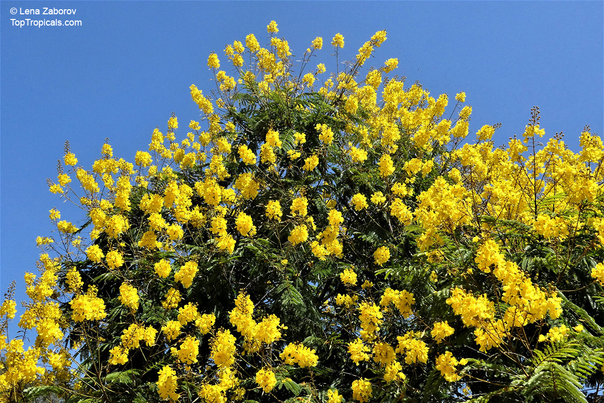 Peltophorum dubium, Yellow Poinciana