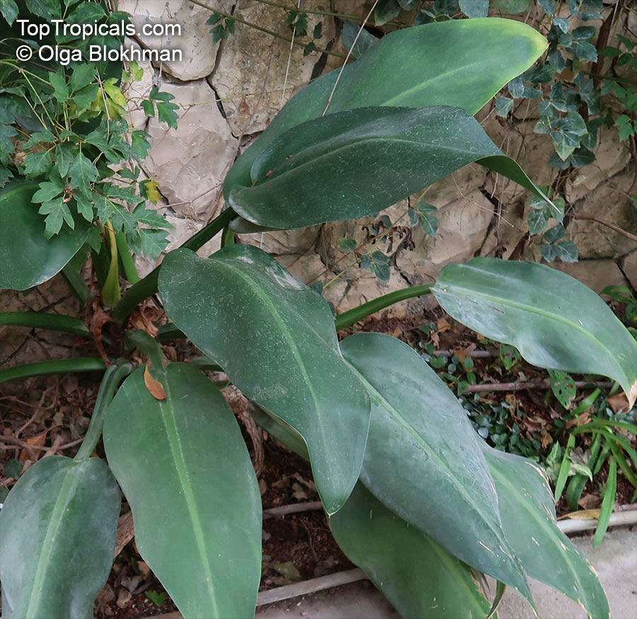 Philodendron sp., Guacamayo, Papaya de Monte. Philodendron hederaceum