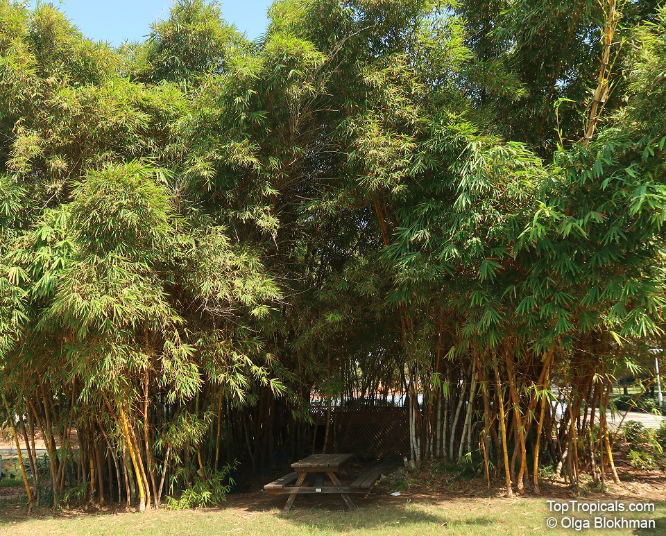 Phyllostachys aurea, Fish pole Bamboo, Golden Bamboo
