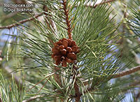 Pinus sp., Pine

Click to see full-size image