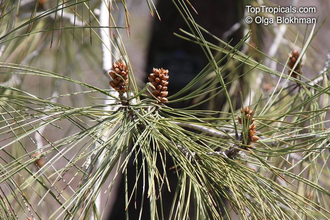 Pinus sp., Pine