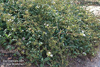Plumbago zeylanica, Wild Plumbago

Click to see full-size image