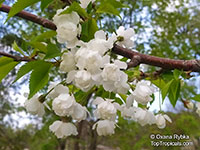 Prunus avium, Wild Cherry, Sweet Cherry

Click to see full-size image