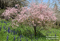 Prunus webbii, Amygdalus webbii, Wild Almond tree 

Click to see full-size image