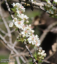 Pyrus sp., Southern Pear

Click to see full-size image