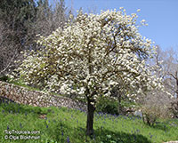 Pyrus sp., Southern Pear. Pyrus syriaca