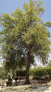 Quercus suber, Cork Oak

Click to see full-size image