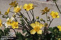 Ranunculus sp., Buttercup

Click to see full-size image