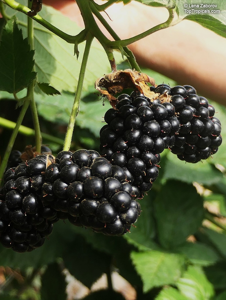 Bramble Berries (Raspberry, Blackberry)