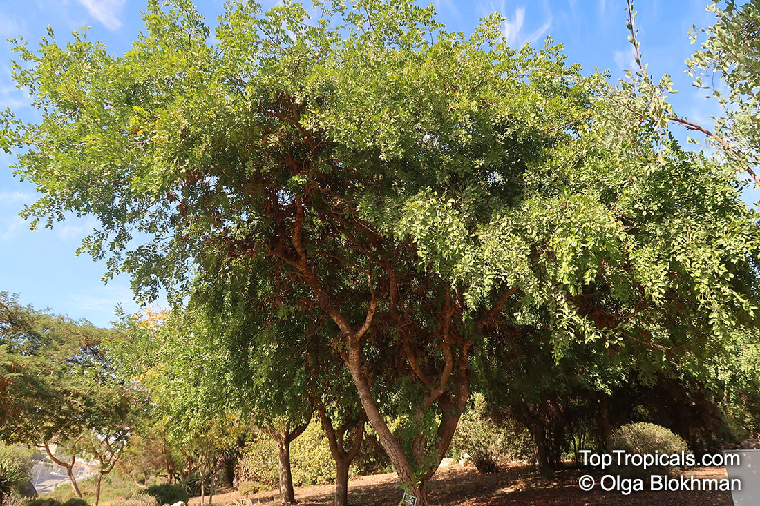 Schotia brachypetala, Weeping Boer-bean, Huilboerboon, Tree Fuchsia, African Walnut
