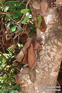 Schotia brachypetala, Weeping Boer-bean, Huilboerboon, Tree Fuchsia, African Walnut

Click to see full-size image