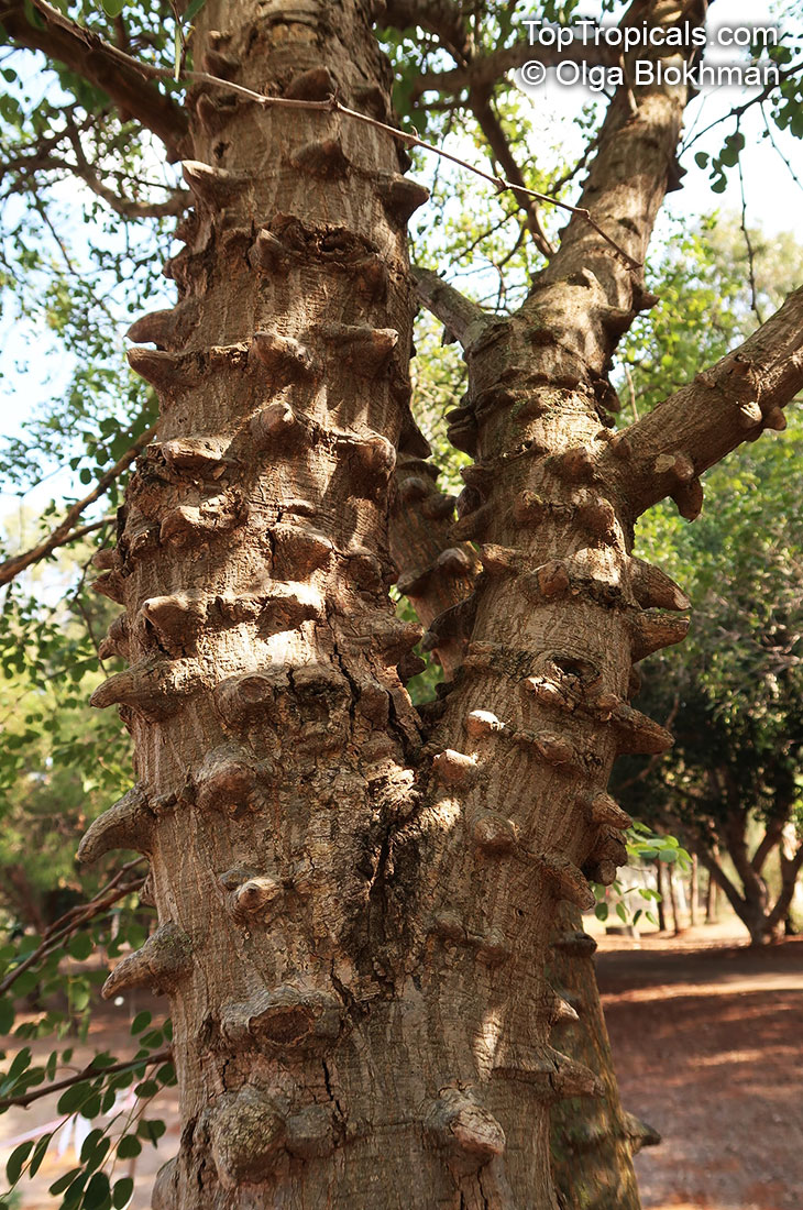 Senegalia nigrescens, Knob Thorn