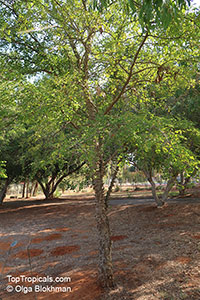 Senegalia nigrescens, Knob Thorn

Click to see full-size image
