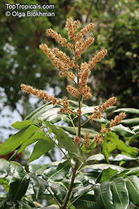 Sideroxylon sp., Bully Tree, Manglier, Dodo Tree

Click to see full-size image
