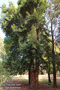 Syncarpia glomulifera, Turpentine Tree, Yanderra

Click to see full-size image