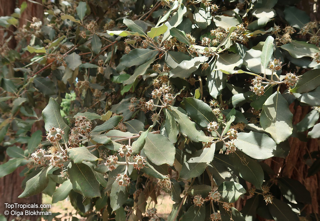 Syncarpia glomulifera, Turpentine Tree, Yanderra