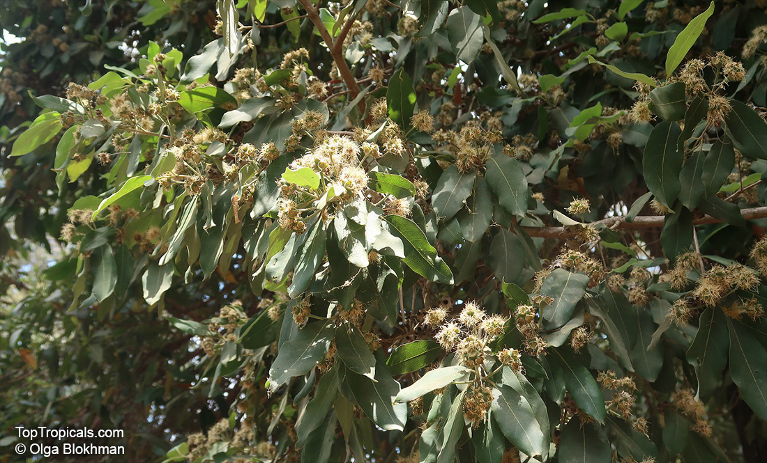 Syncarpia glomulifera, Turpentine Tree, Yanderra