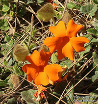 Thunbergia gregorii, Orange Clock Vine

Click to see full-size image