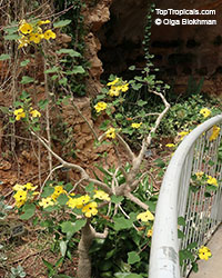 Uncarina peltata, Harpagophytum peltatum, Uncarina

Click to see full-size image