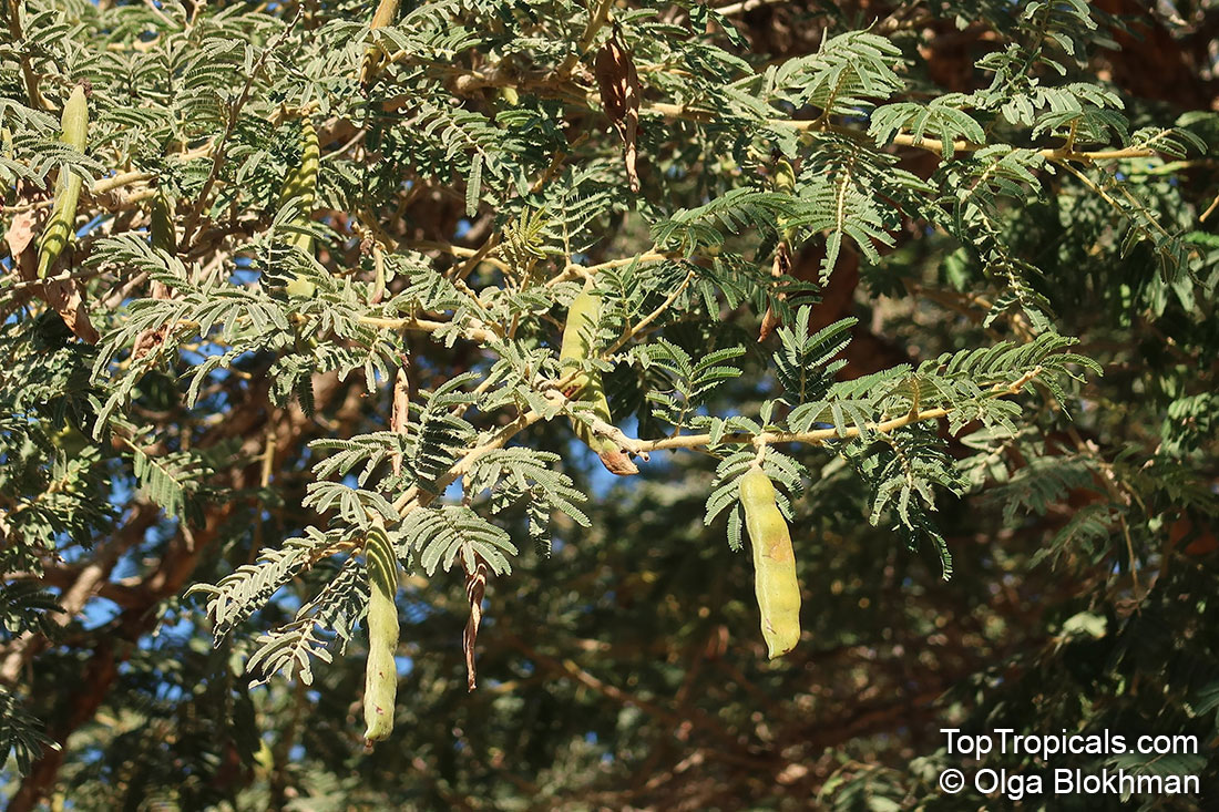 Vachellia sieberiana, Acacia sieberiana, Paperbark Thorn