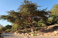 Vachellia sieberiana, Acacia sieberiana, Paperbark Thorn

Click to see full-size image