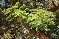 Vachellia sieberiana, Acacia sieberiana, Paperbark Thorn

Click to see full-size image