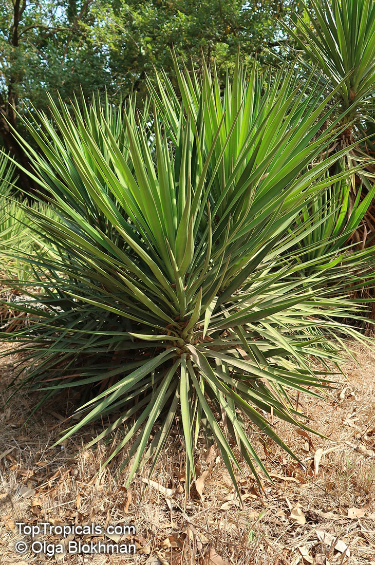 Yucca sp., Yucca, Adams Needle. Yucca aloifolia