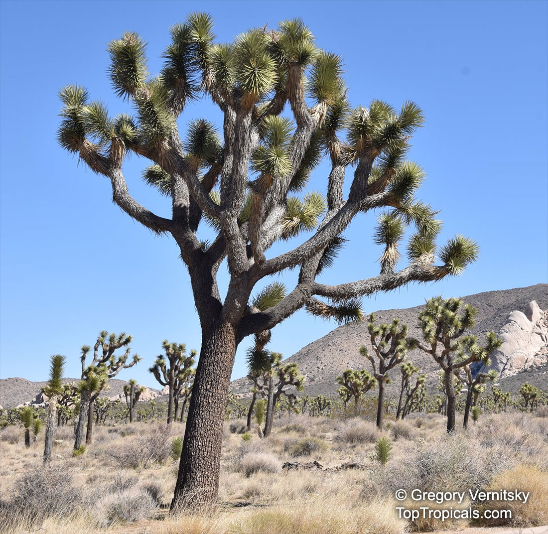 Yucca sp., Yucca, Adams Needle. Yucca brevifolia