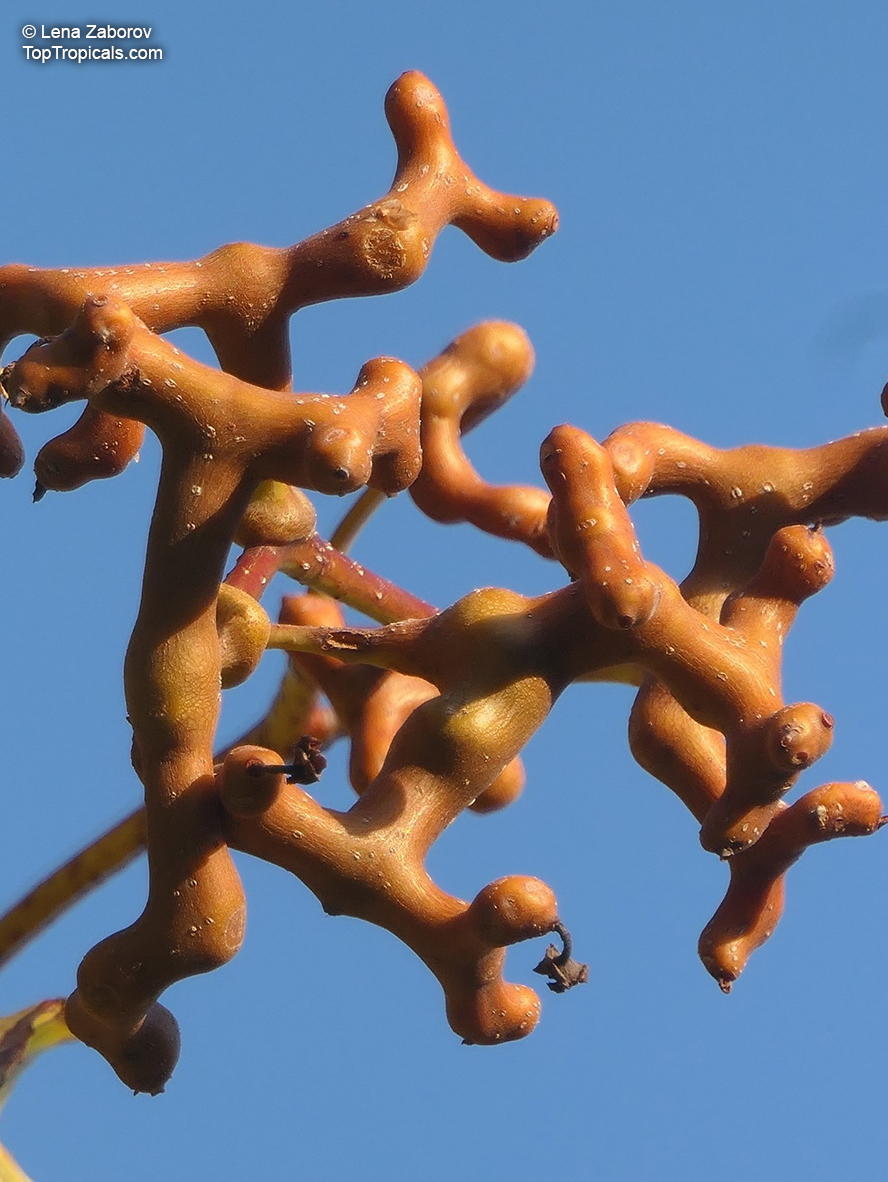Hovenia dulcis, Japanese Raisin Tree