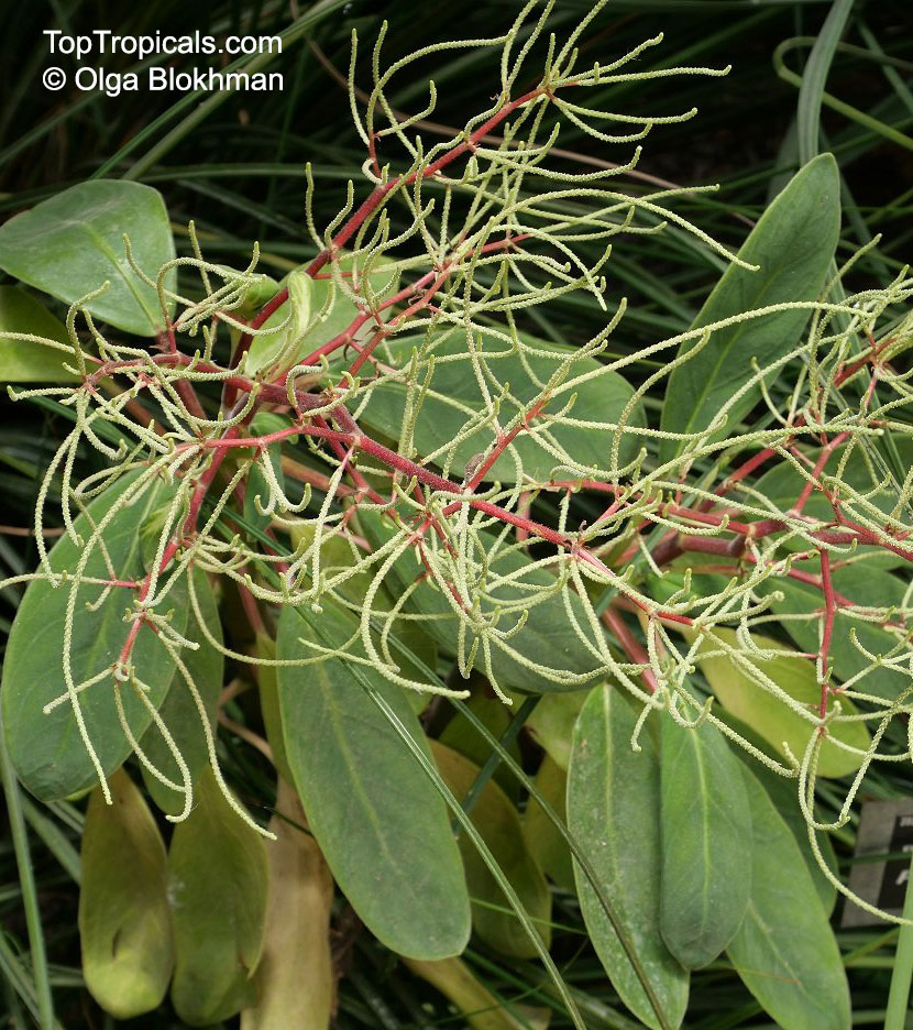 Peperomia sp., Radiator Plant