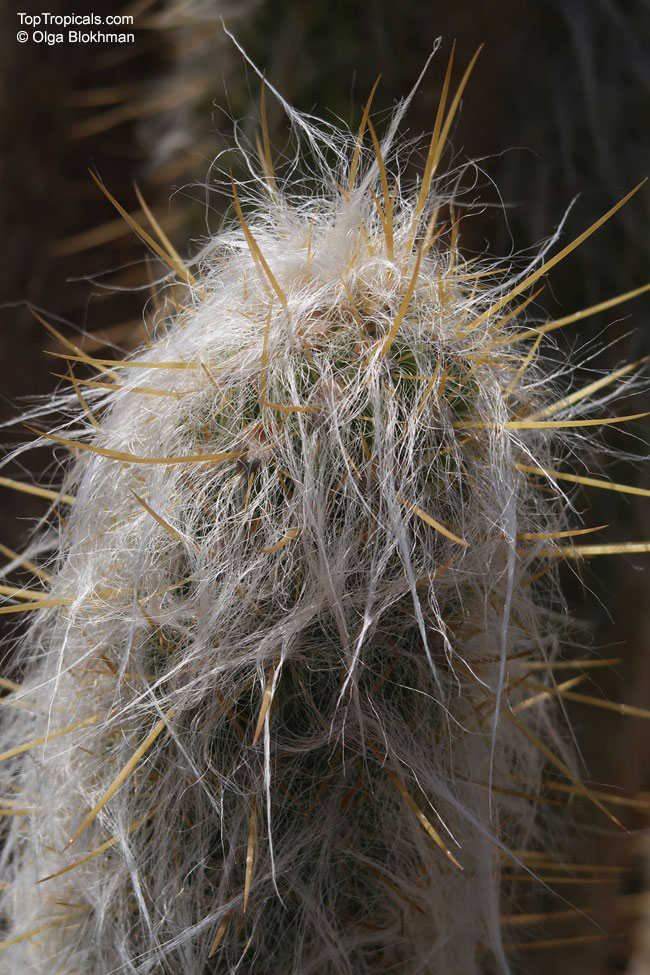 Oreocereus sp., Old Man of the Andes Cactus. Oreocereus celsianus Oreocereus sp., Old Man of the Andes Cactus. Oreocereus celsianus