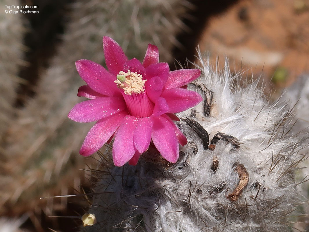 Oreocereus sp., Old Man of the Andes Cactus. Oreocereus doelzianus Oreocereus sp., Old Man of the Andes Cactus. Oreocereus doelzianus