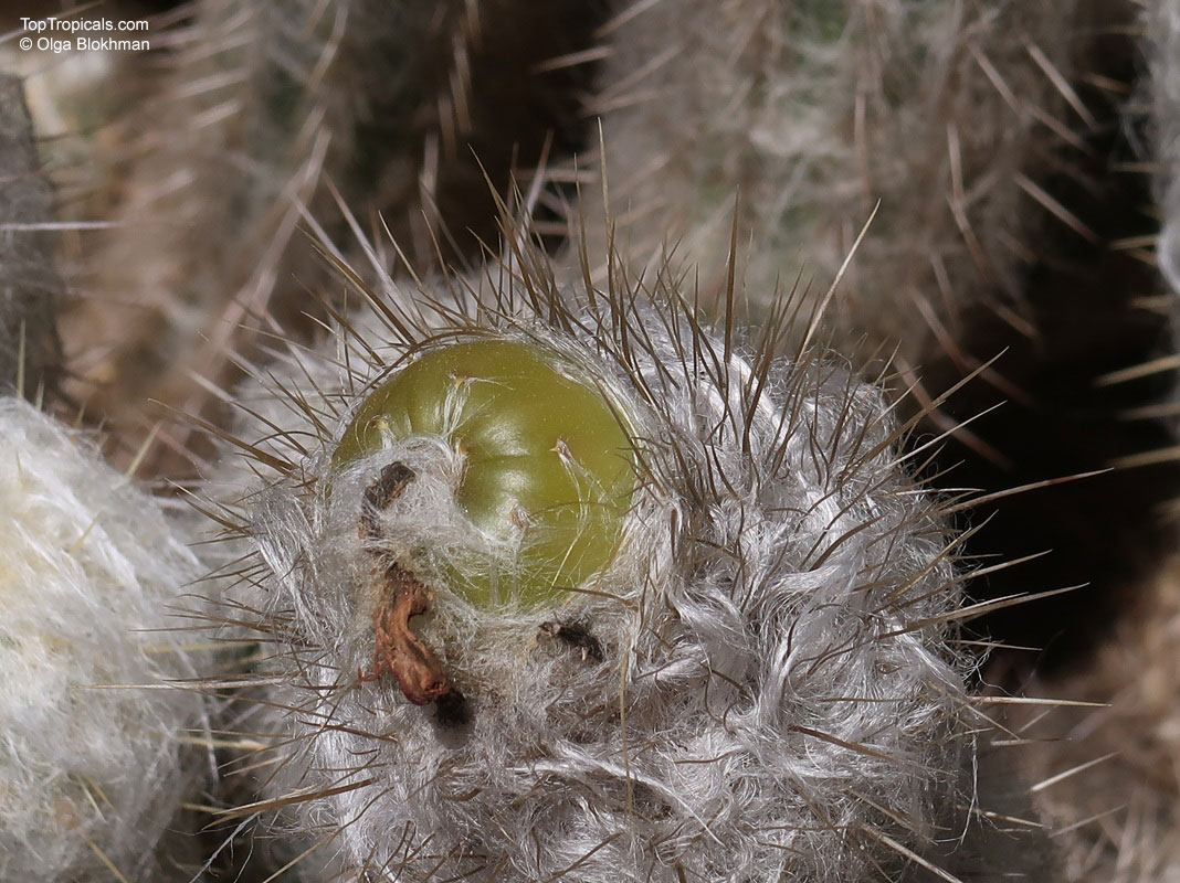 Oreocereus sp., Old Man of the Andes Cactus. Oreocereus doelzianus. Oreocereus doelzianus showing a young green fruit among white wool and spines Oreocereus sp., Old Man of the Andes Cactus. Oreocereus doelzianus. Oreocereus doelzianus showing a young green fruit among white wool and spines