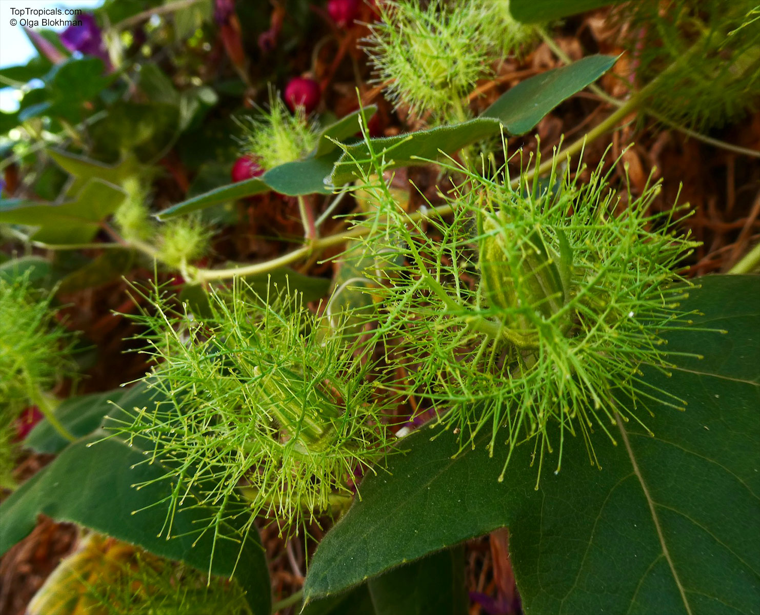Passiflora lanuginosa, Woolly Passion Flower Passiflora lanuginosa, Woolly Passion Flower