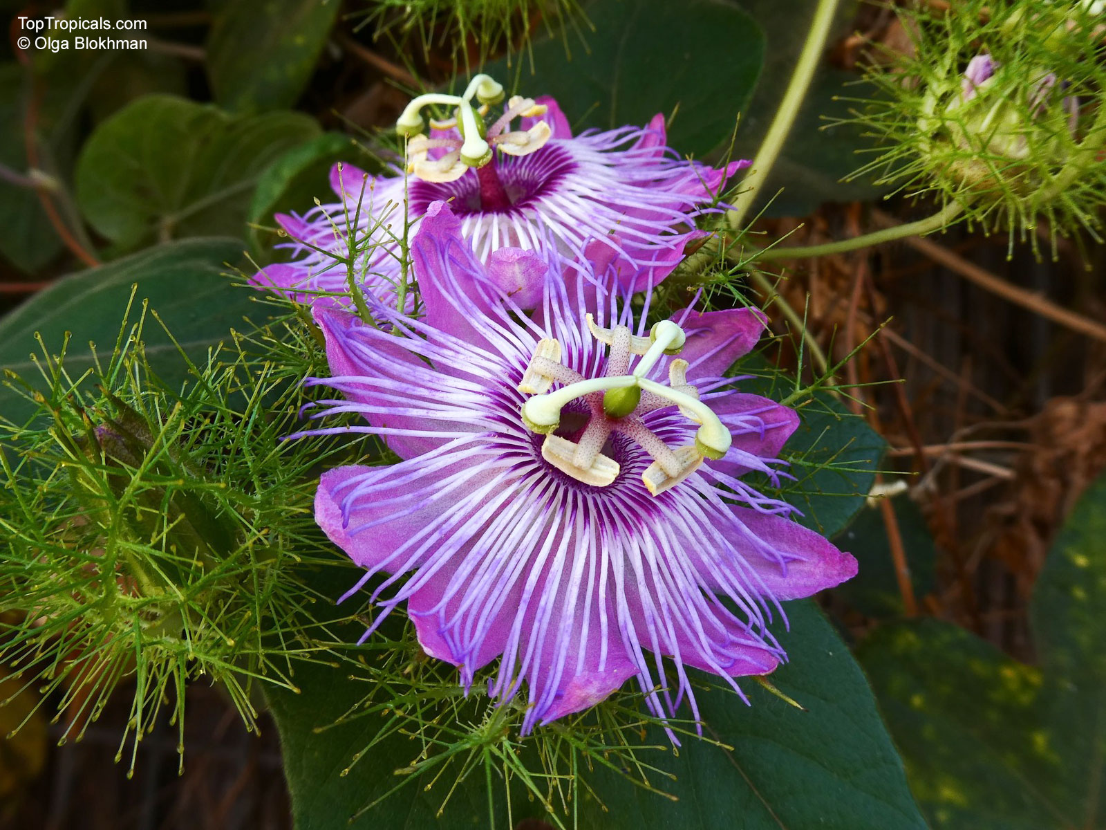 Passiflora lanuginosa, Woolly Passion Flower Passiflora lanuginosa, Woolly Passion Flower