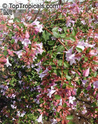 Abelia sp., Abelia

Click to see full-size image