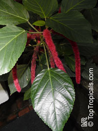 Acalypha hispida, Cat Tail, Chenille Plant, Red Hot Cattail, Foxtail, Red Hot Poker

Click to see full-size image