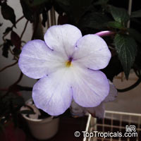 Achimenes sp., Cupid's Bower, Hot Water Plant, Monkey-Faced Pansy, Magic Flower, Orchid Pansy

Click to see full-size image