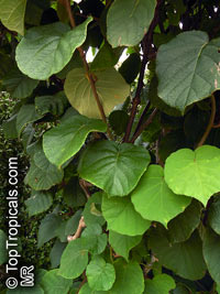 Actinidia chinensis, Kiwi Fruit

Click to see full-size image