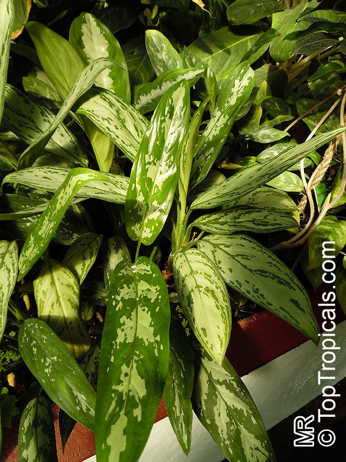 Aglaonema sp., Chinese Evergreen