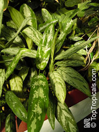 Aglaonema sp., Chinese Evergreen

Click to see full-size image