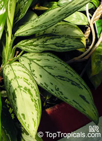 Aglaonema nitidum, Chinese Evergreen, Painted Drop Tongue, Silver Evergreen

Click to see full-size image