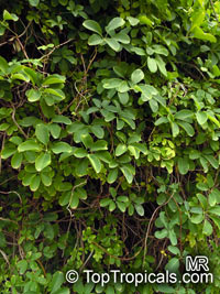 Akebia quinata, Chocolate Vine, Five-leaf Akebia

Click to see full-size image