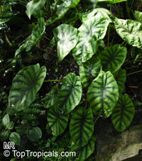 Alocasia clypeolata, Green Shield Alocasia

Click to see full-size image