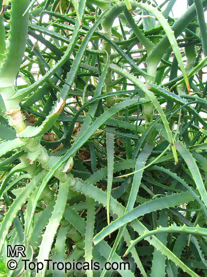 Aloe arborescens, Tree Aloe, Krantz Aloe 