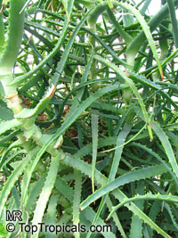 Aloe arborescens, Tree Aloe, Krantz Aloe 

Click to see full-size image