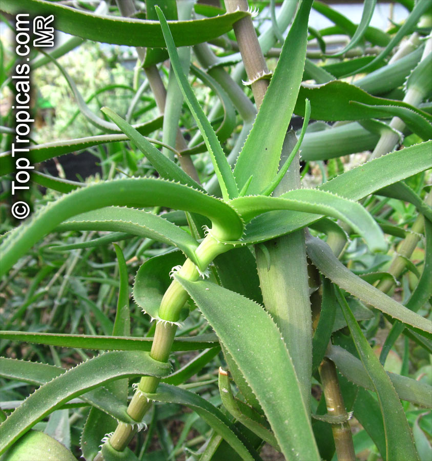 Aloe sp., Aloe. Aloe ciliaris