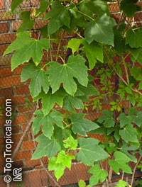 Ampelopsis sp., False Grape, Porcelain Berry

Click to see full-size image